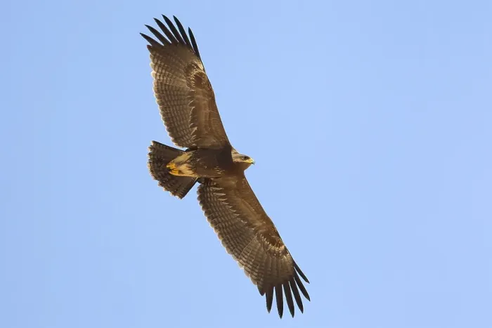 Framed Print : Schreeuwarend, Lesser Spotted Eagle, Aquila pomarina