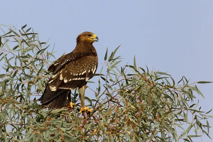 Framed Print : Schreeuwarend, Lesser Spotted Eagle, Aquila pomarina