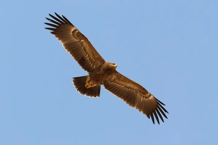 Framed Print : Schreeuwarend, Lesser Spotted Eagle, Aquila pomarina