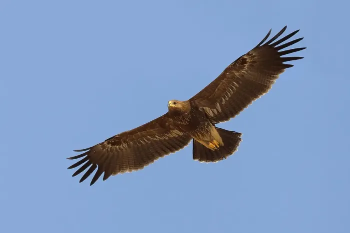 Framed Print : Schreeuwarend, Lesser Spotted Eagle, Aquila pomarina