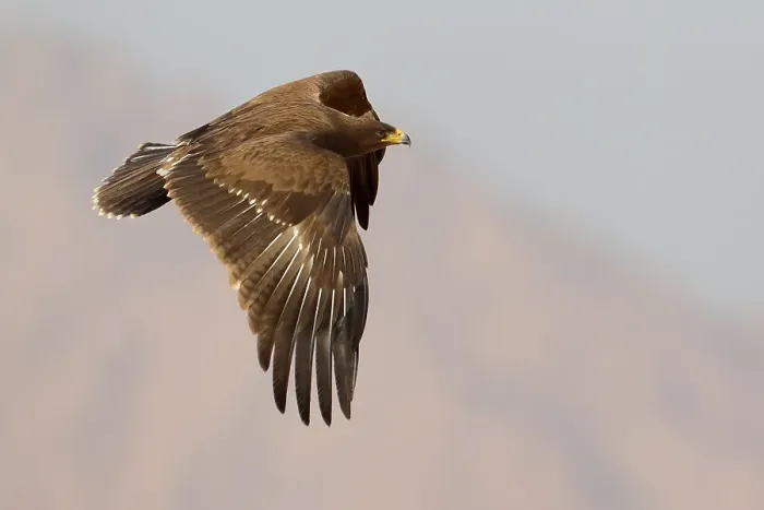 Framed Print : Schreeuwarend, Lesser Spotted Eagle, Aquila pomarina