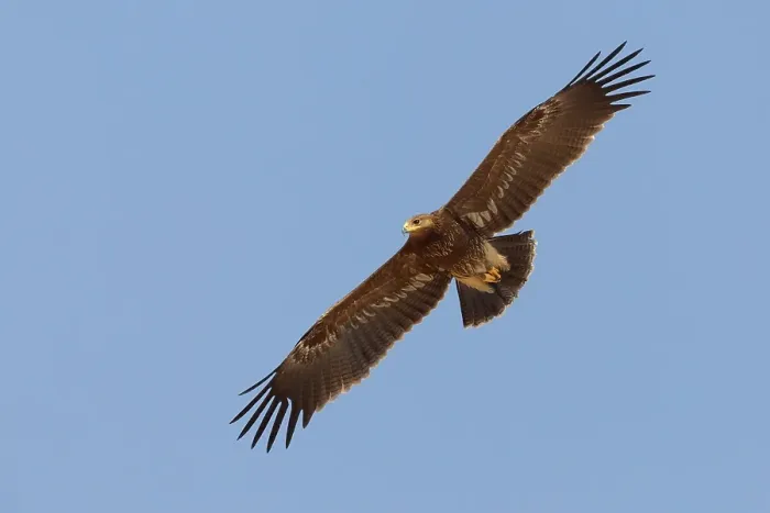 Framed Print : Schreeuwarend, Lesser Spotted Eagle, Aquila pomarina