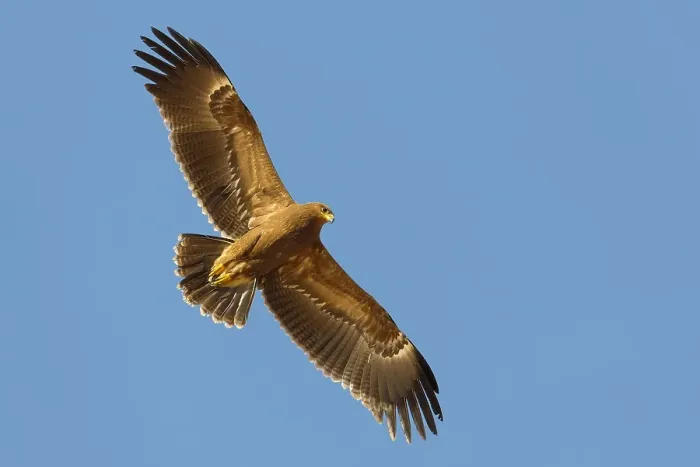 Framed Print : Schreeuwarend, Lesser Spotted Eagle, Aquila pomarina