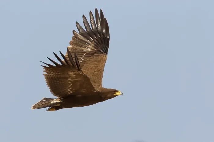Framed Print : Schreeuwarend, Lesser Spotted Eagle, Aquila pomarina