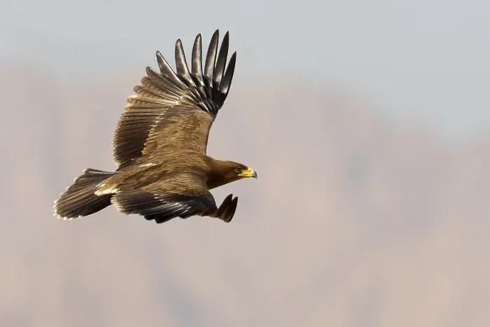 Framed Print : Schreeuwarend, Lesser Spotted Eagle, Aquila pomarina