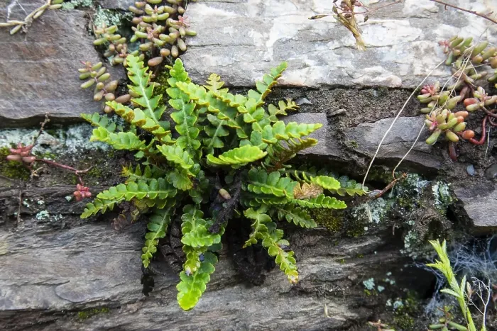 Framed Print : Schubvaren, Rusty Back, Asplenium ceterach