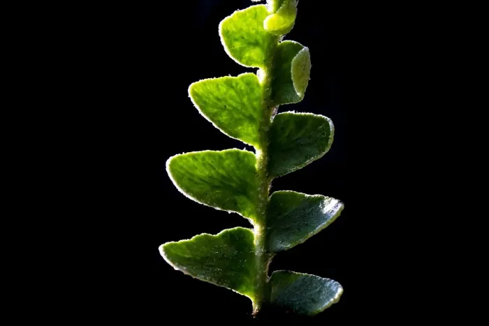 Framed Print : Schubvaren, Rusty Back, Asplenium ceterach