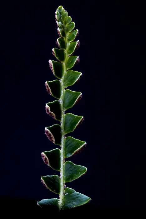Framed Print : Schubvaren, Rusty Back, Asplenium ceterach Framed Print : Schubvaren, Rusty Back, Asplenium ceterach