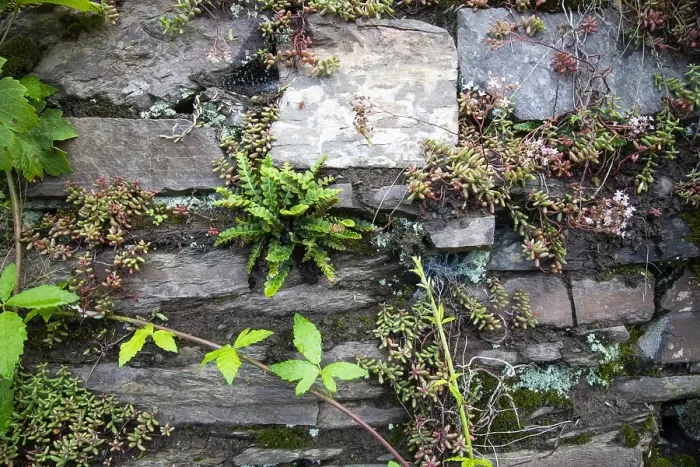 Framed Print : Schubvaren, Rusty Back, Asplenium ceterach