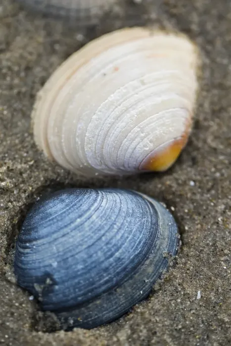 Framed Print : Seashells on the beach
