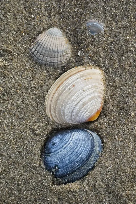 Framed Print : Seashells on the beach