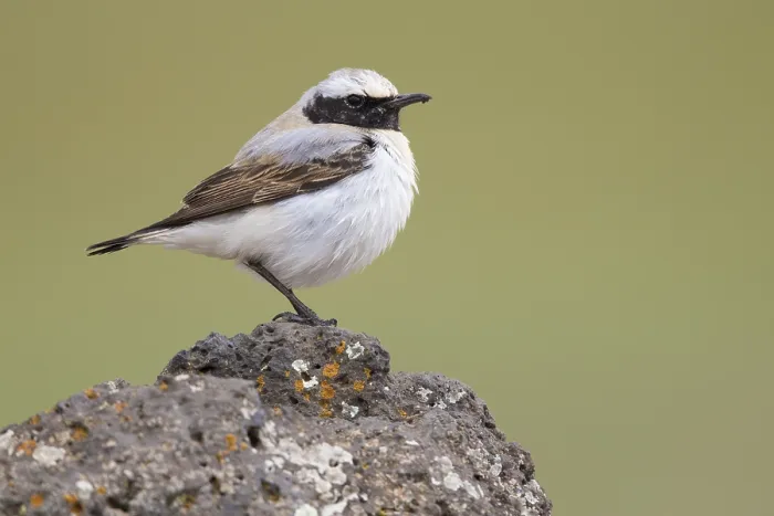 Framed Print : Seebohm's Wheatear
