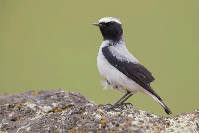 Framed Print : Seebohm's Wheatear