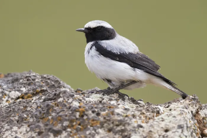 Framed Print : Seebohm's Wheatear