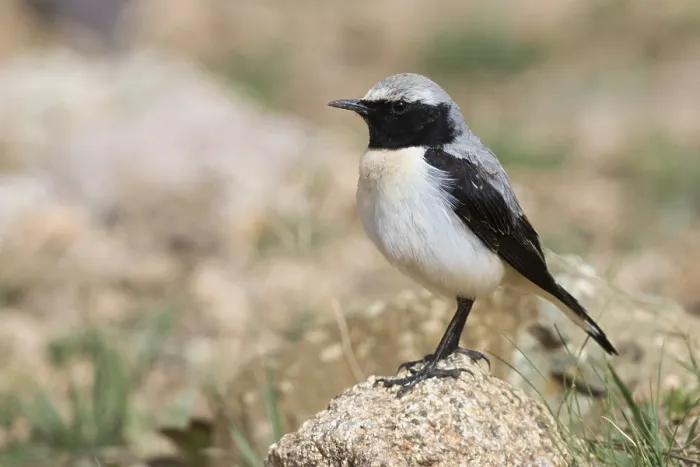 Framed Print : Seebohm's Wheatear