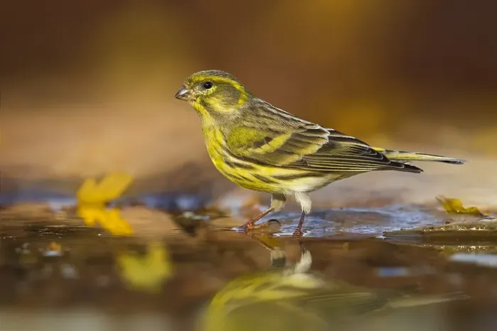 Framed Print : Serin, Serinus serinus