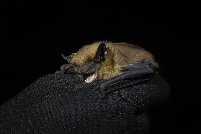 Framed Print : Serotine Bat, Eptesicus serotinus