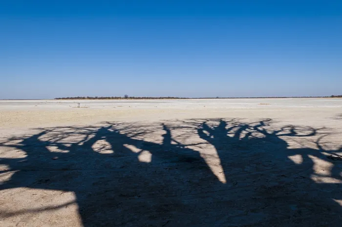 Framed Print : The shadow of towering baobab trees