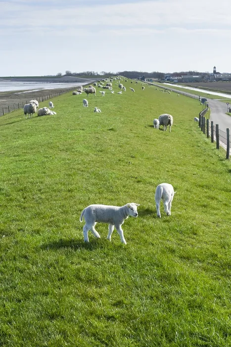 Framed Print : Sheep at Texel