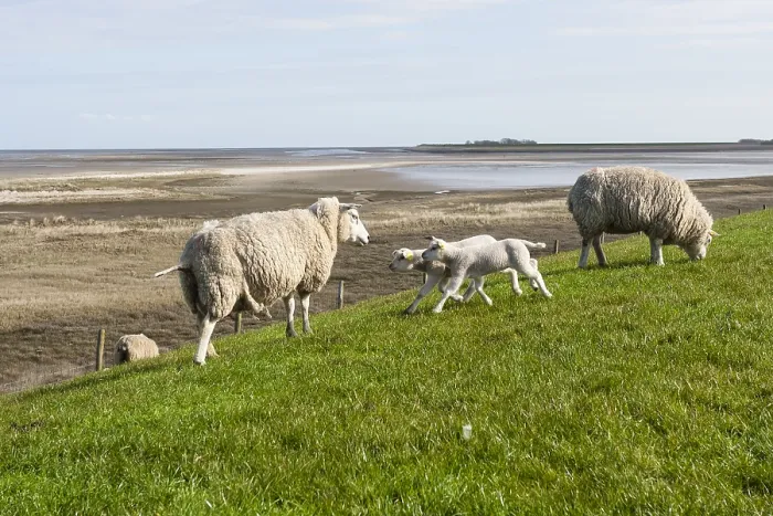 Framed Print : Sheep at Texel Framed Print : Sheep at Texel
