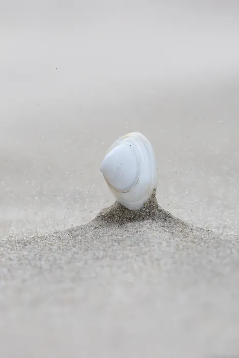 Framed Print : Shell on beach of Terschelling