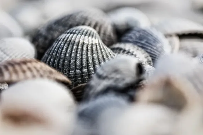 Framed Print : Empty shell of a Common Cockle