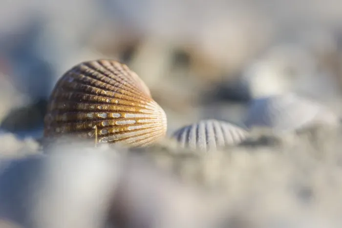 Framed Print : Empty shell of a Common Cockle