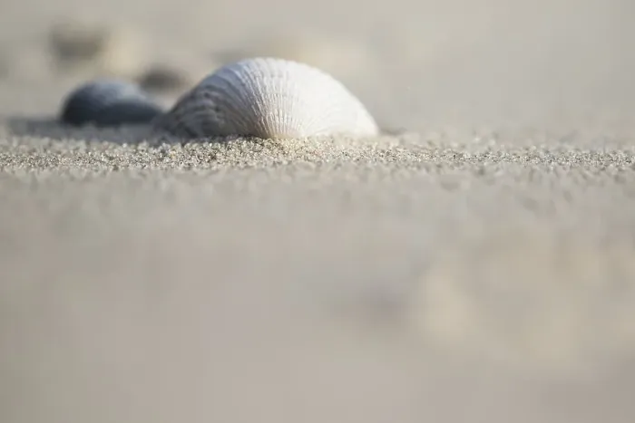 Framed Print : Empty shell of a Common Cockle