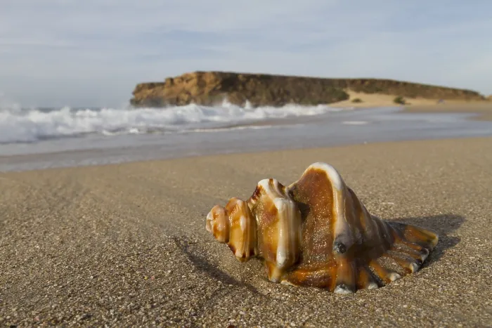 Framed Print : Shell lying on beach in Oman