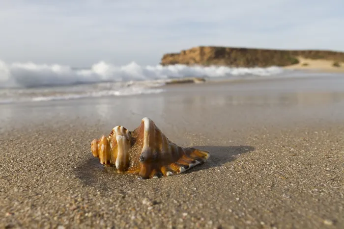 Framed Print : Shell lying on Omani beach
