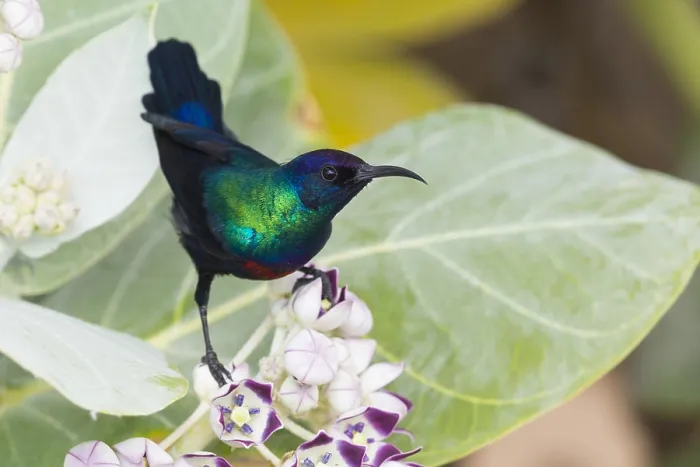 Framed Print : Shining Sunbird