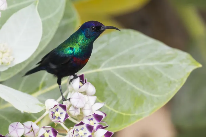 Framed Print : Shining Sunbird