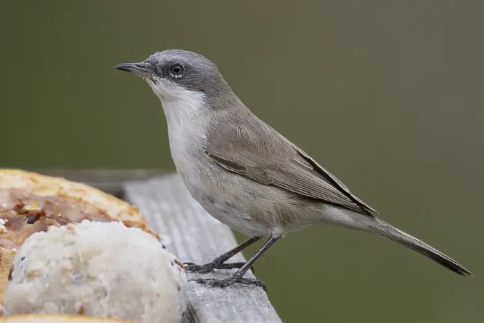 Framed Print : Siberian Lesser Whitethroat, Sylvia curruca blythi