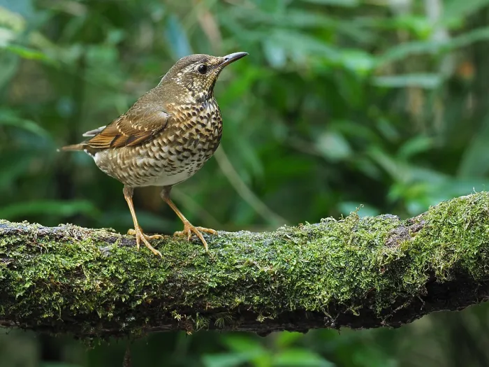 Framed Print : Siberian Thrush, Geokichla sibirica