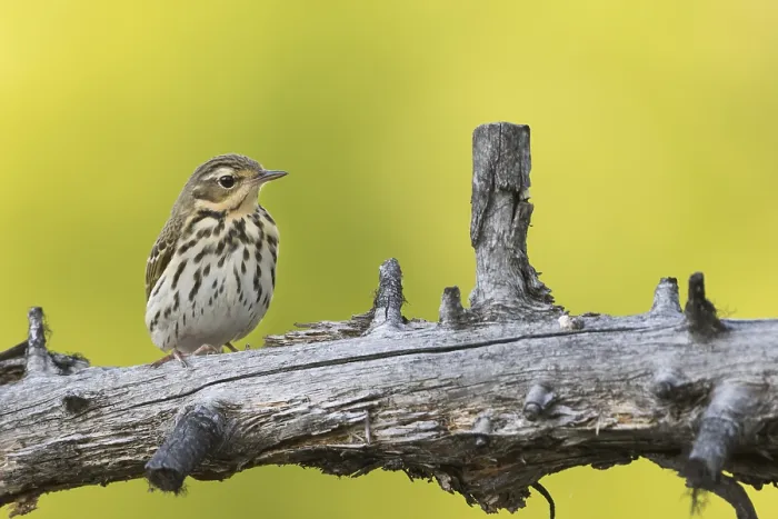 Framed Print : Siberische Boompieper, Olive-backed Pipit, Anthus hodgsoni yunnanensis