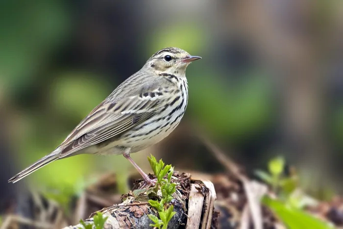 Framed Print : Siberische Boompieper, Olive-backed Pipit, Anthus hodgsoni yunnanensis