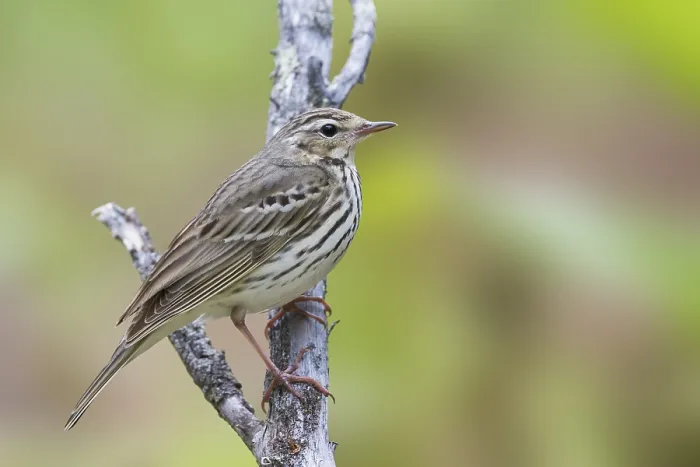 Framed Print : Siberische Boompieper, Olive-backed Pipit, Anthus hodgsoni yunnanensis Framed Print : Siberische Boompieper, Olive-backed Pipit, Anthus hodgsoni yunnanensis