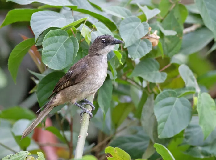 Framed Print : Simple greenbul