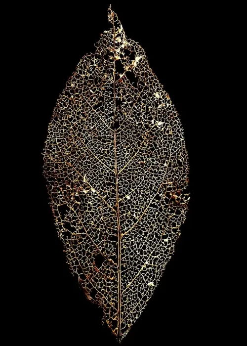 Framed Print : Skeleton of a tree leaf