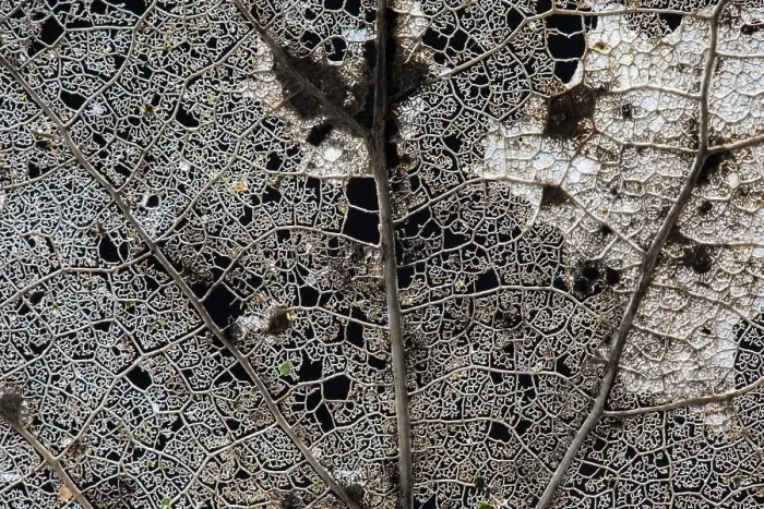 Framed Print : Skeleton of a tree leaf of a Poplar