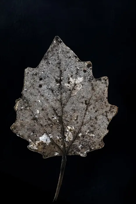 Framed Print : Skeleton of a tree leaf of a Poplar