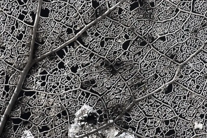 Framed Print : Skeleton of a tree leaf of a Poplar