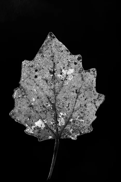 Framed Print : Skeleton of a tree leaf of a Poplar