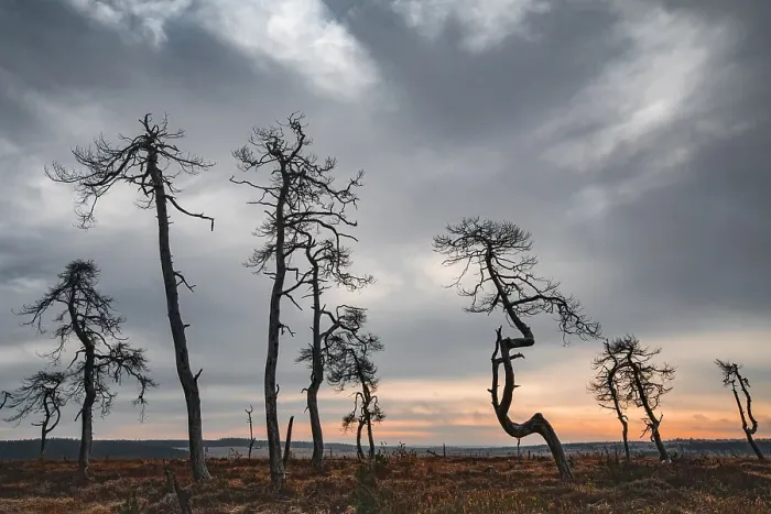 Framed Print : Skeleton Trees