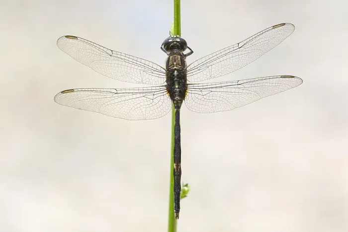 Framed Print : Slanke oeverlibel, Slender Skimmer, Orthetrum sabina