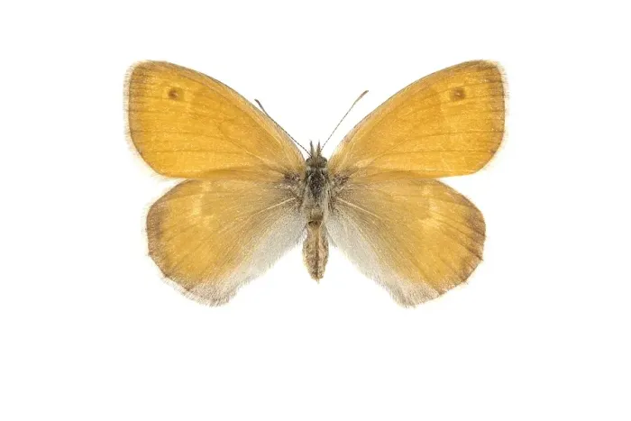 Framed Print : Small Heath, Coenonympha pamphilus Framed Print : Small Heath, Coenonympha pamphilus