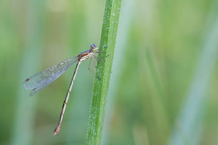 Framed Print : Small spreadwing