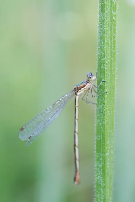 Framed Print : Small spreadwing