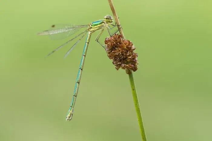 Framed Print : Small Spreadwing, Lestes virens