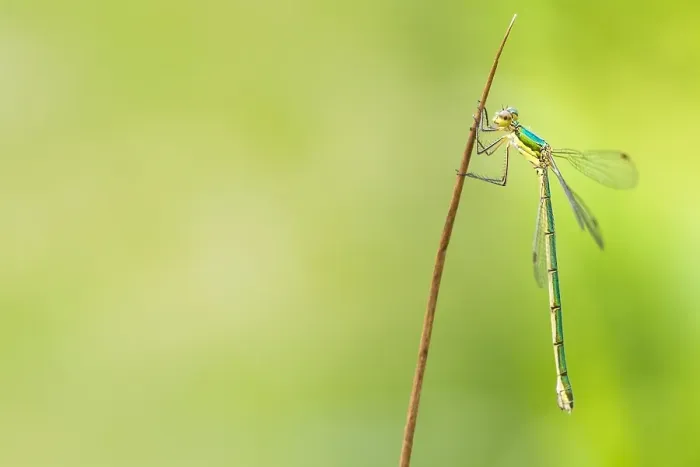 Framed Print : Small Spreadwing, Lestes virens
